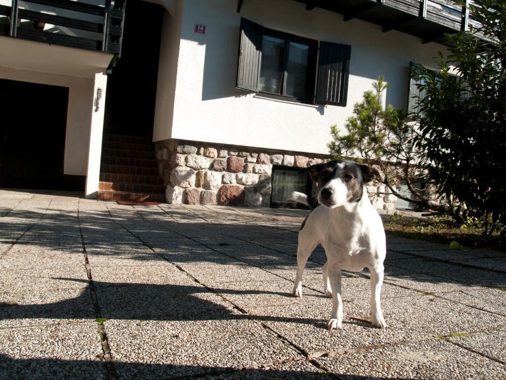 Apartments Otasevic Kranjska Gora Kültér fotó